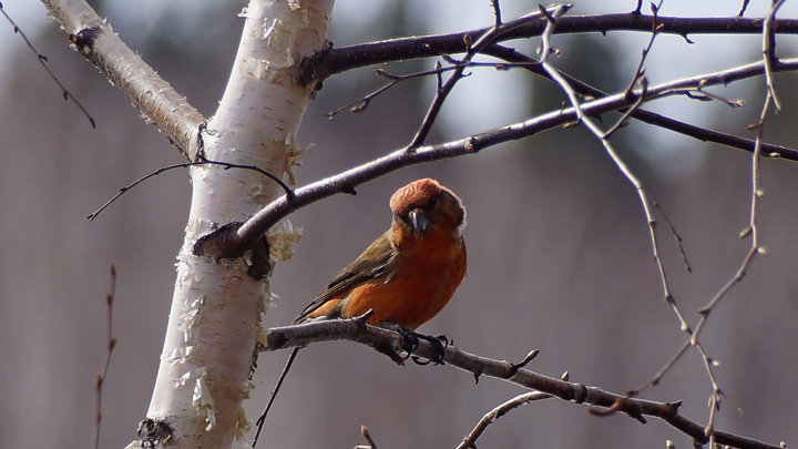 В нацпарке «Шушенский бор» заметили ярких оранжевых птиц. Их называют «Христовыми»