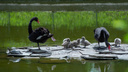 В ростовском зоопарке у черных лебедей появились птенцы