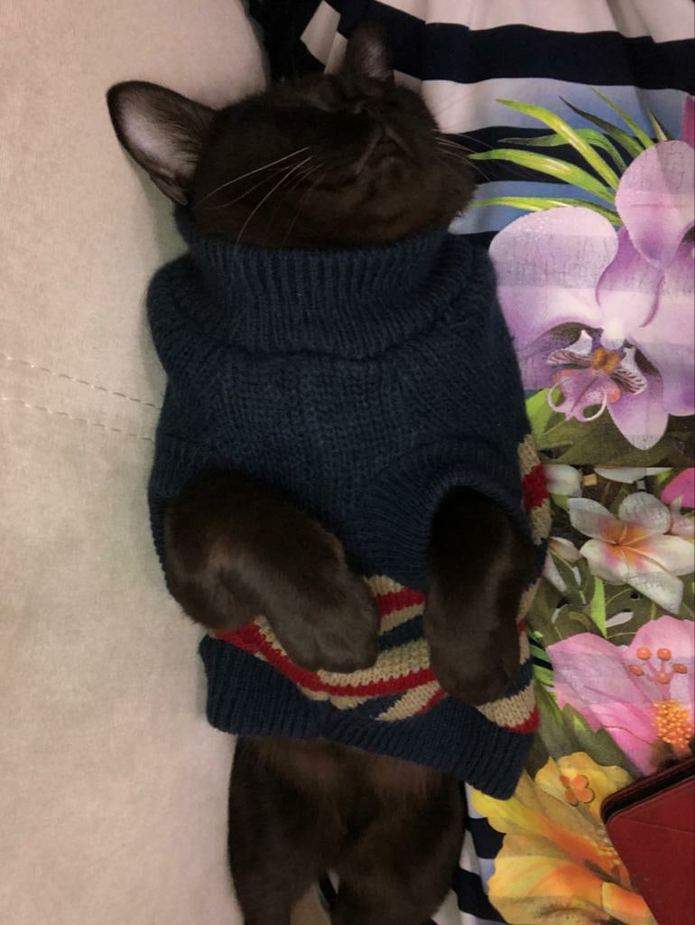 Котик Барни Котик Барни