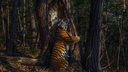 Фотограф из Новосибирска завоевал Гран-при в престижном конкурсе — он сделал снимок тигра, обнимающего дерево