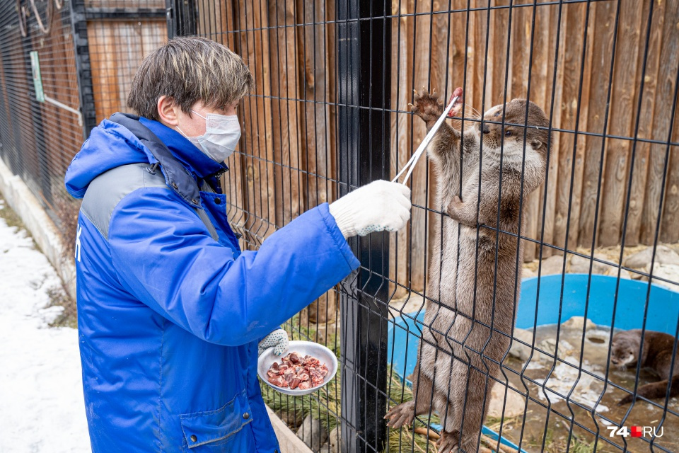 Челябинский зоопарк тоже закрывается