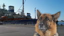 «Не знала, куда плыть»: в Архангельске члены экипажа ледокола «Диксон» спасли собаку