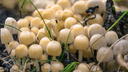 В Самарской области любители грибов заразились смертельно опасным заболеванием