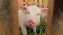 В Вельске от африканской чумы свиней умерло пять животных