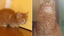 «Любимые бомжики»: 11 бездомных котиков, которые преобразились, обретя семью