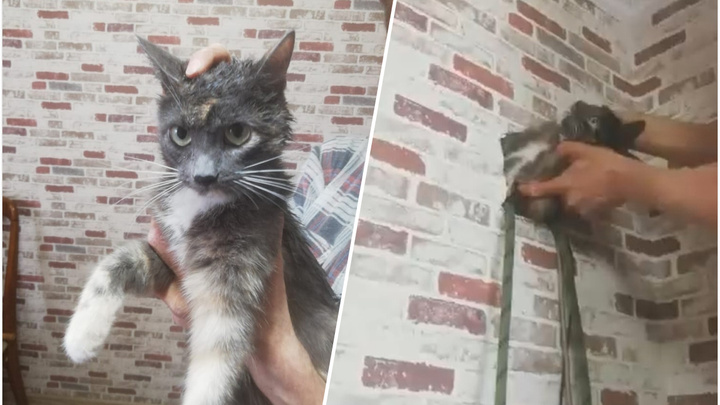 В Екатеринбурге кошка залезла в дырку в стене квартиры и пропала. Ее спасали несколько часов