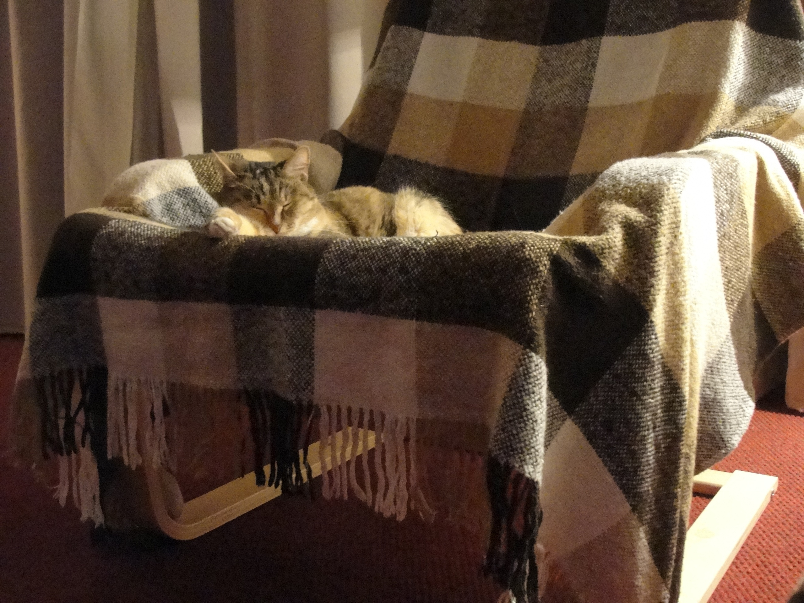 Коты — знатоки уюта Коты — знатоки уюта