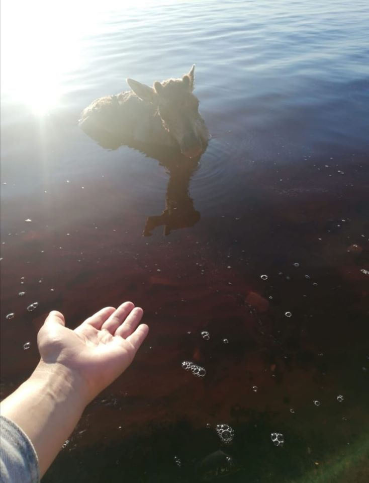 Вода в реке от крови животных поменяла окраску