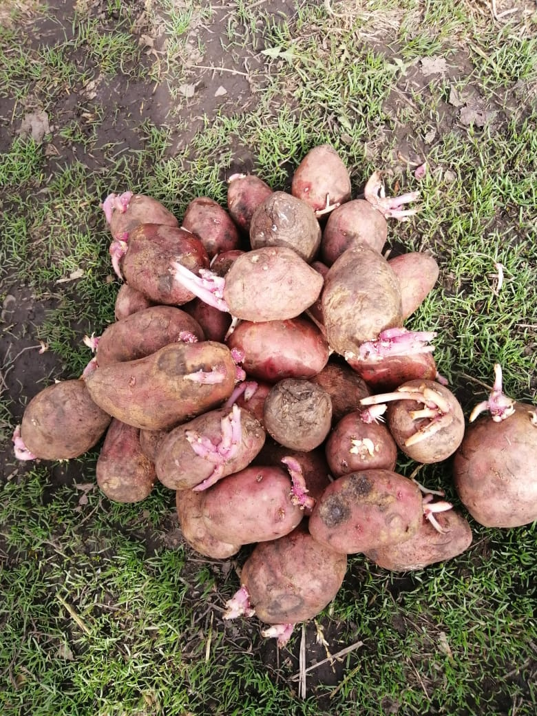Вот такую картошку дали школьникам в Черепаново, по словам одного из родителей