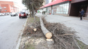 В центре Челябинска срубили голубые ели. Жители утверждают, что деревья выглядели здоровыми