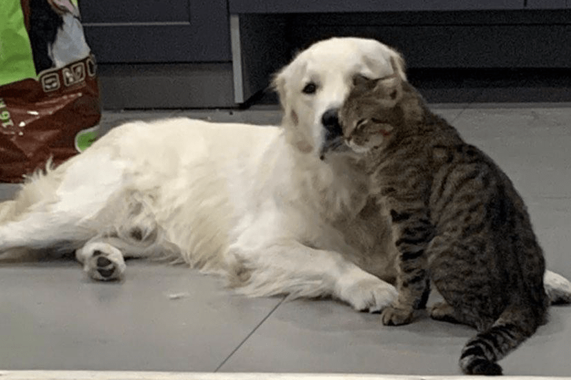 Пёс Каспер и кот Шуроповерт любят вместе хулиганить и воровать еду. Если котика кто-то обижает, то он сразу бежит к Касперу за защитой