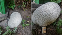 Вымахал за выходные: в самарском дворе нашли гигантский гриб