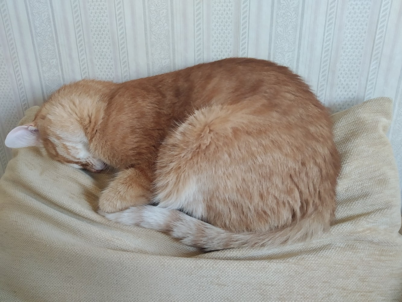 Котик Славкин не хочет, чтобы его будили