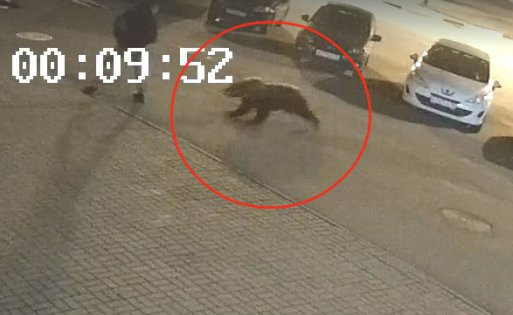 Скриншот из видео в <a href="https://vk.com/yarchat" class="_">vk.com/yarchat</a> с портала <a href="https://76.ru/text/gorod/69265441/" class="_">76.ru</a>
