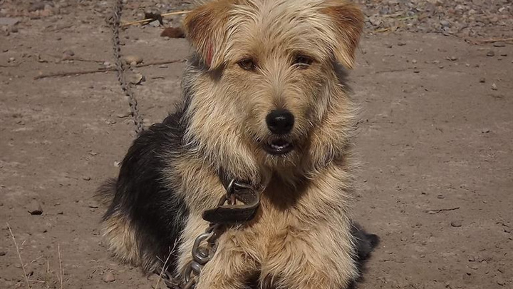 «Они становятся домашними любимцами»: красноярцы забрали из муниципального приюта 150 собак