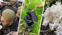 Лучше пройти мимо: 7 самых странных и диковинных грибов, которые растут в новосибирских лесах