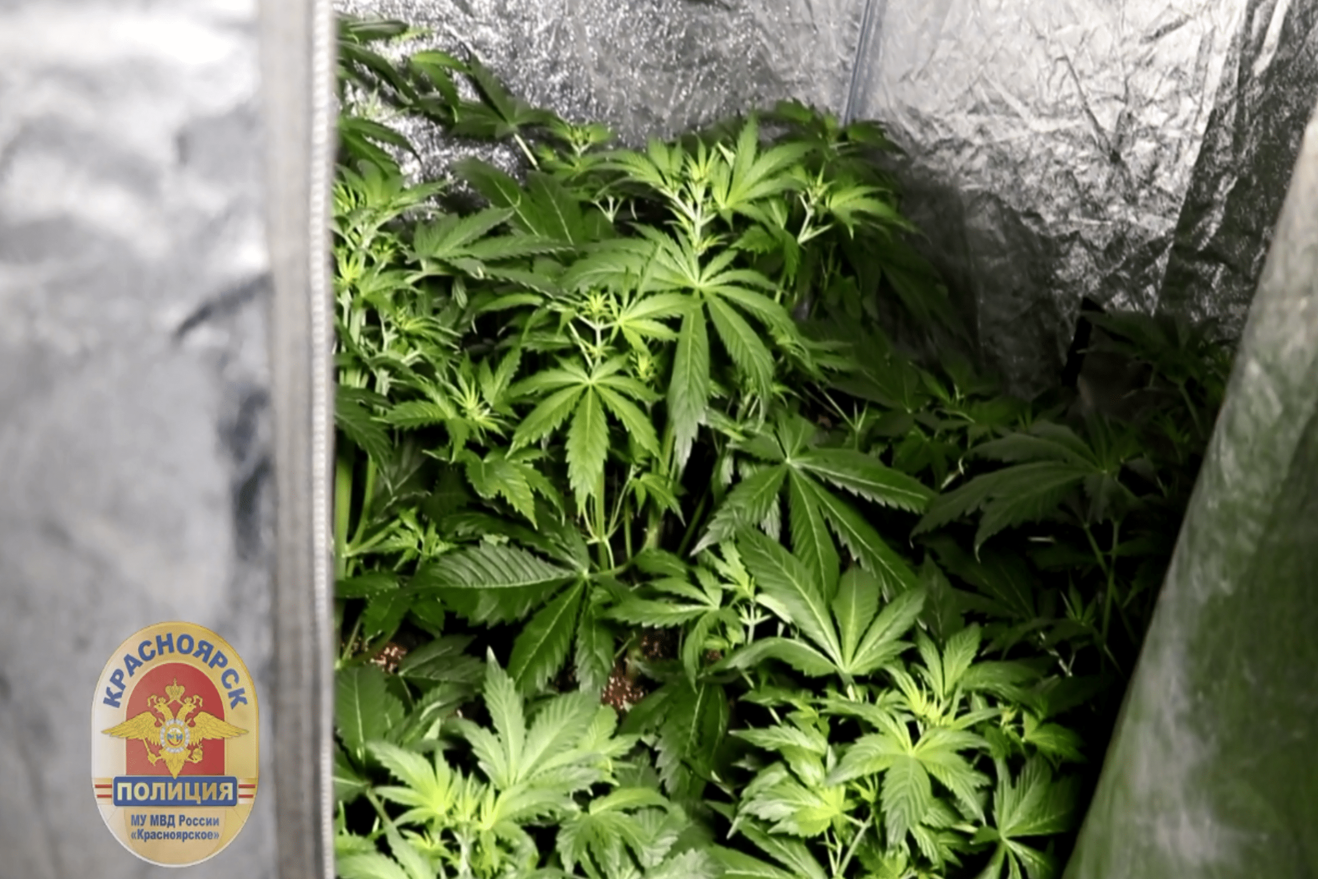 Конопля и спас в гараже нашли марихуану