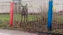 «Природа настолько очистилась»: в ярославский детский сад забежал лосёнок. Видео