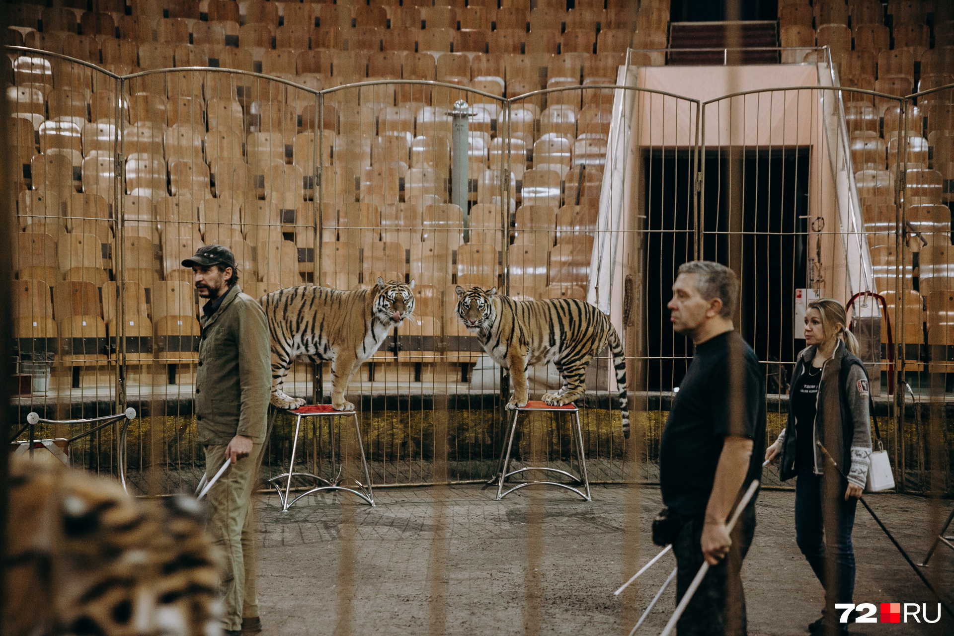 Двое мужчин на манеже — ассистенты. Да, им очень страшно в окружении тигров и львов, но они это не показывают