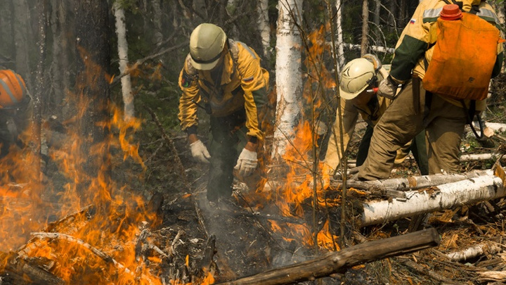 Красноярские ученые выяснили причину летних пожаров в регионе. И дело не в изменении климата