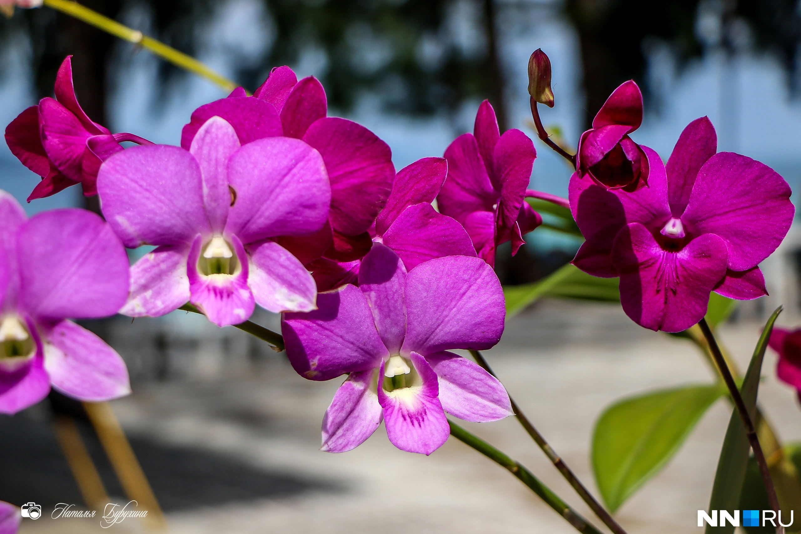 В воздухе витает аромат орхидей и плюмерий
