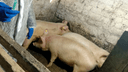 В Самарской области у фермеров отберут свиней