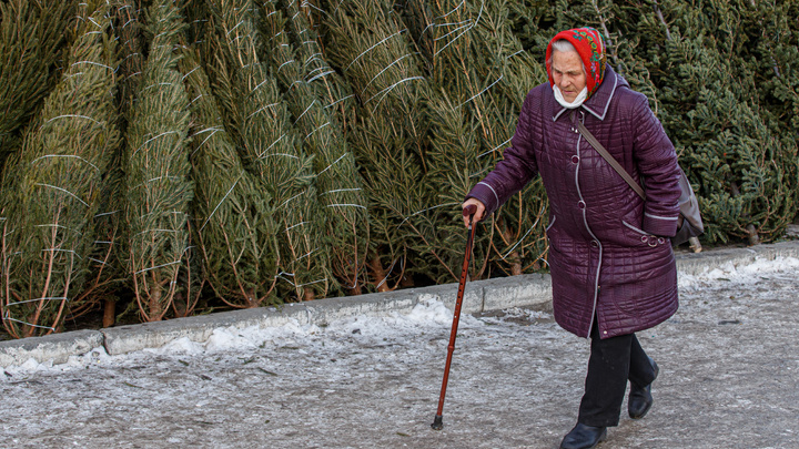 «У нас прямые поставки из Чечни»: смотрим, какие живые елки и почем продают в Челябинске