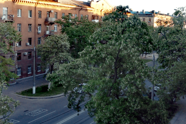 Так выглядят аварийные деревья в центре города 