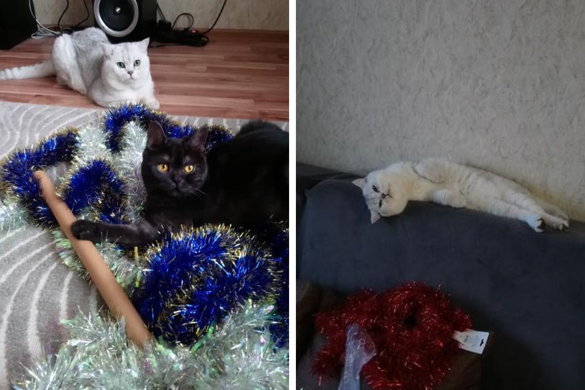 Кошка Кира и кот Локи усиленно помогали хозяйке украсить дом. Локи от этого очень устал Кошка Кира и кот Локи усиленно помогали хозяйке украсить дом. Локи от этого очень устал