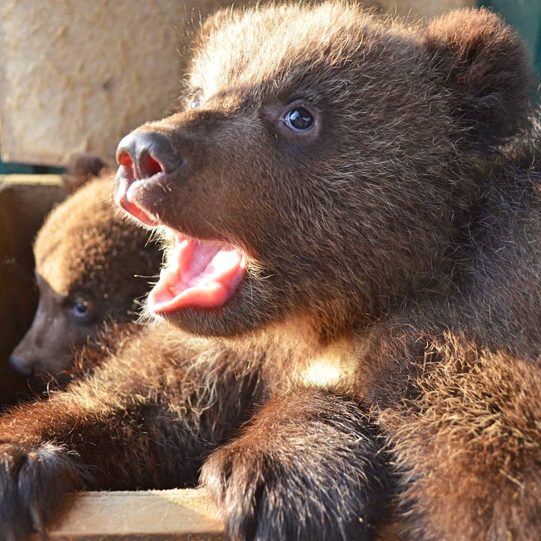 Медвежатам около двух месяцев, у них начинают резаться зубки
