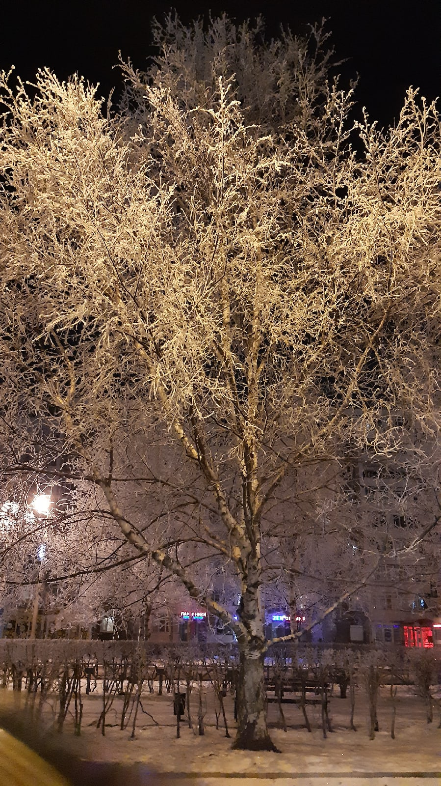 Березка в снегу выглядит еще более красивой, чем обычно Березка в снегу выглядит еще более красивой, чем обычно