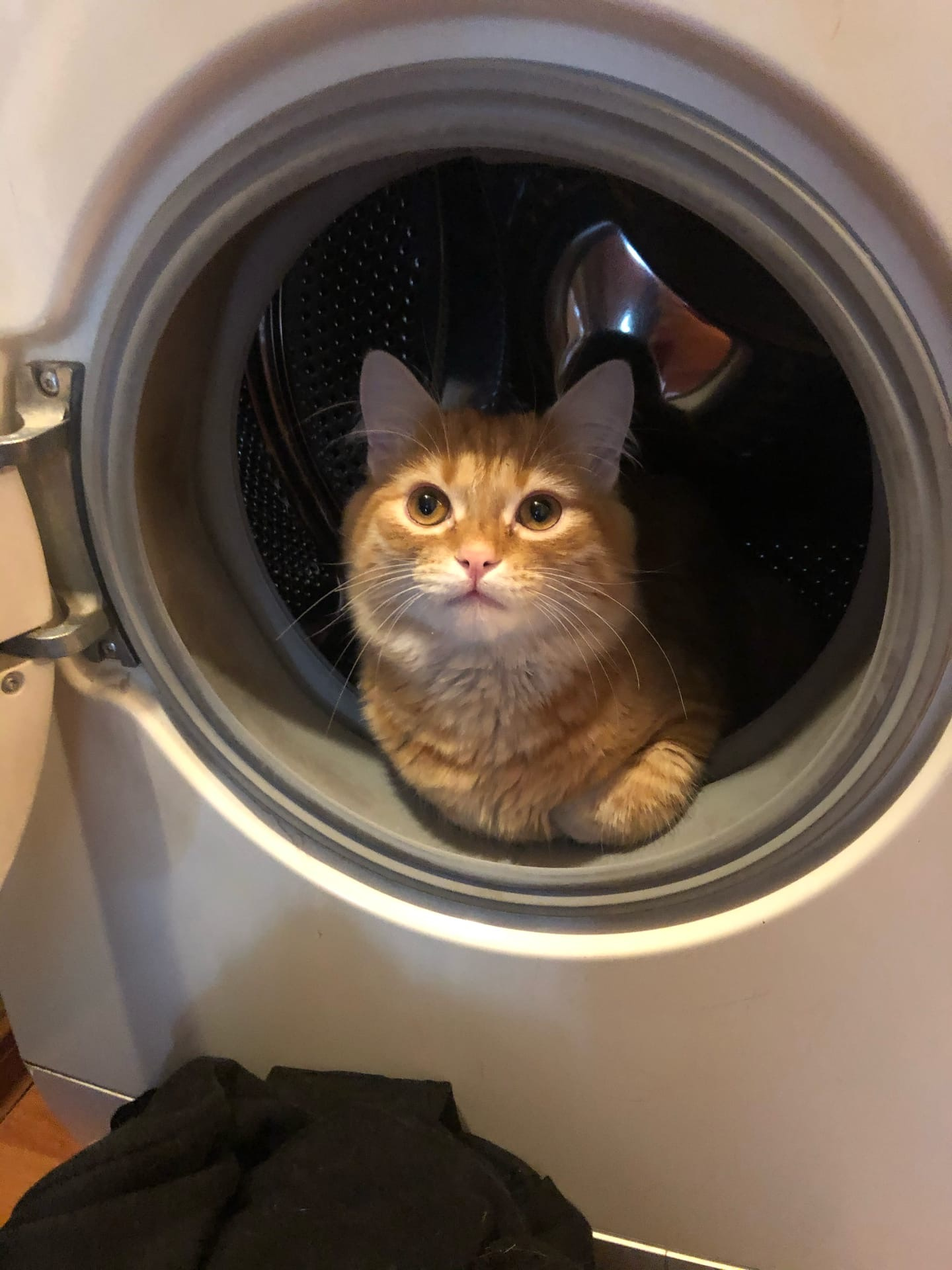 Кот, который любит сидеть в стиральной машине