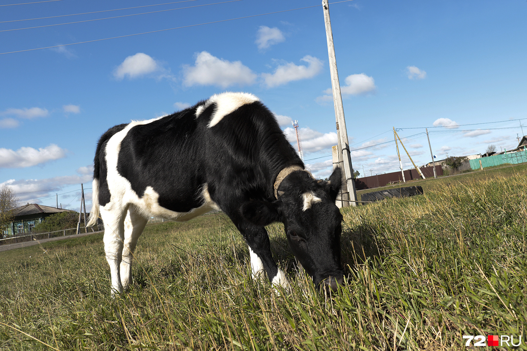 Местные жители запросто оставляют коров пастись самостоятельно, просто привязав их к любому столбу