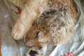 «Всё время мокрый в холодном сарае»: Карен Даллакян спасает львёнка, ставшего жертвой фотоживодёров
