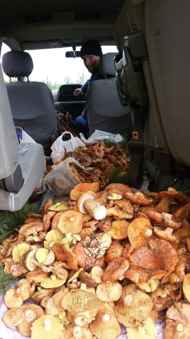 Алексей не рассчитал тару под грибы — пришлось засыпать багажник