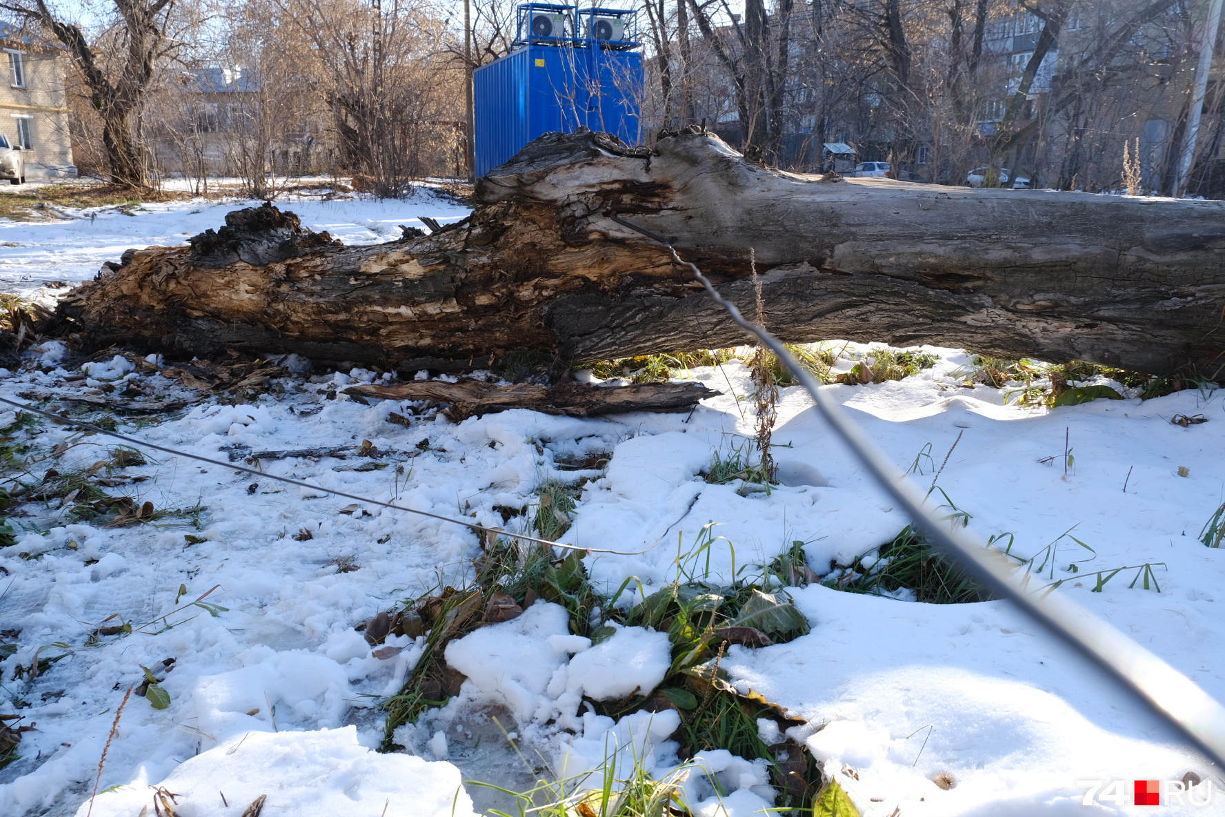 Упала дерева во дворе. В Челябинском дворе упало дерево на девочку 8 лет. Упавшее дерево на дом. Упало дерево на девушку Челябинск.