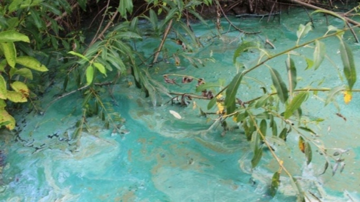 Названа причина появления пятен ярко-бирюзового цвета на реке Чулым