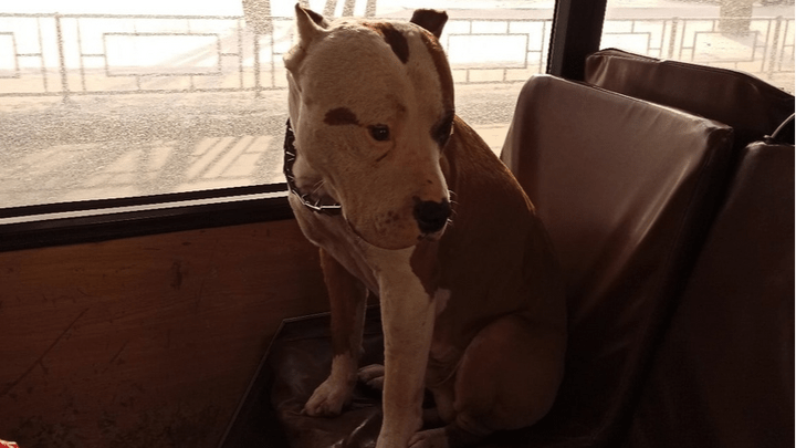 Грустный стаф ездил на сиденье в автобусе в поисках хозяина: собаку бросают не первый раз