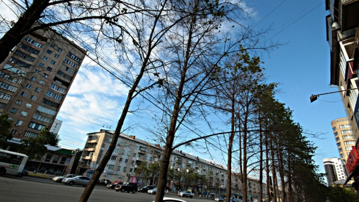 В мэрии рассказали, когда начнут высаживать деревья на главном проспекте Челябинска