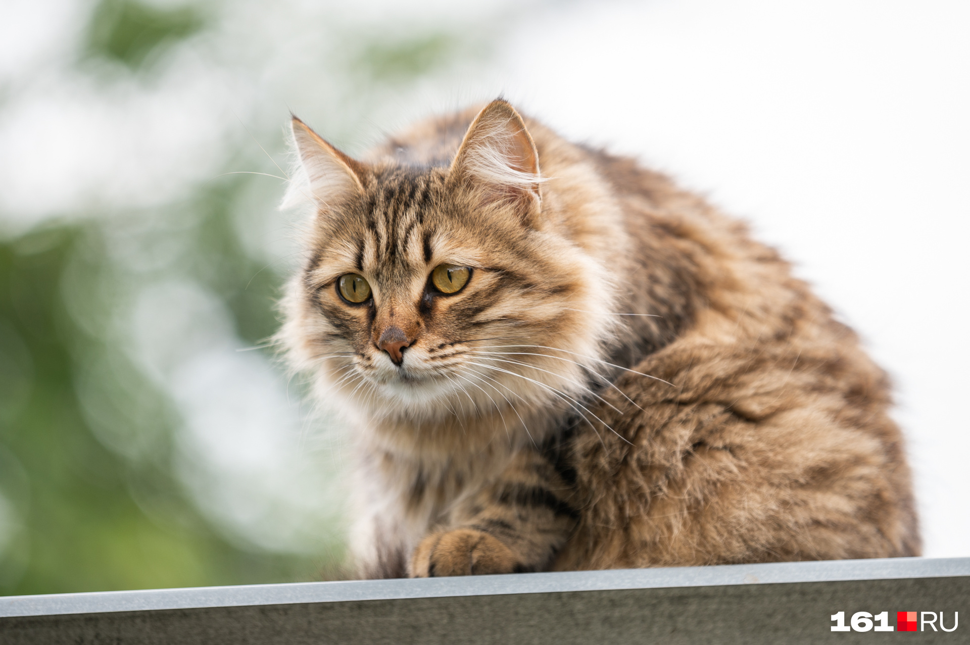 Ну и напоследок — кот, который заметил что-то любопытное Ну и напоследок — кот, который заметил что-то любопытное