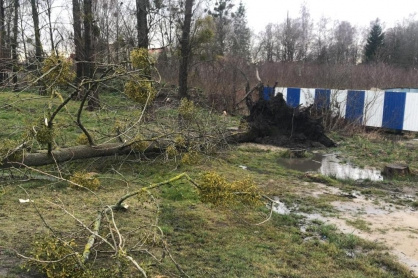 Смертельный ветер: в Москве упавшее дерево убило водителя, в Латвии в машине раздавило двоих
