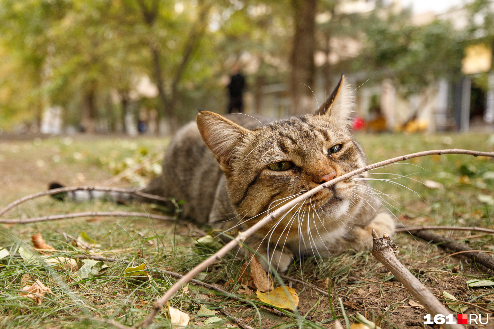 Кот-улыбака попался нашему фотографу Кот-улыбака попался нашему фотографу