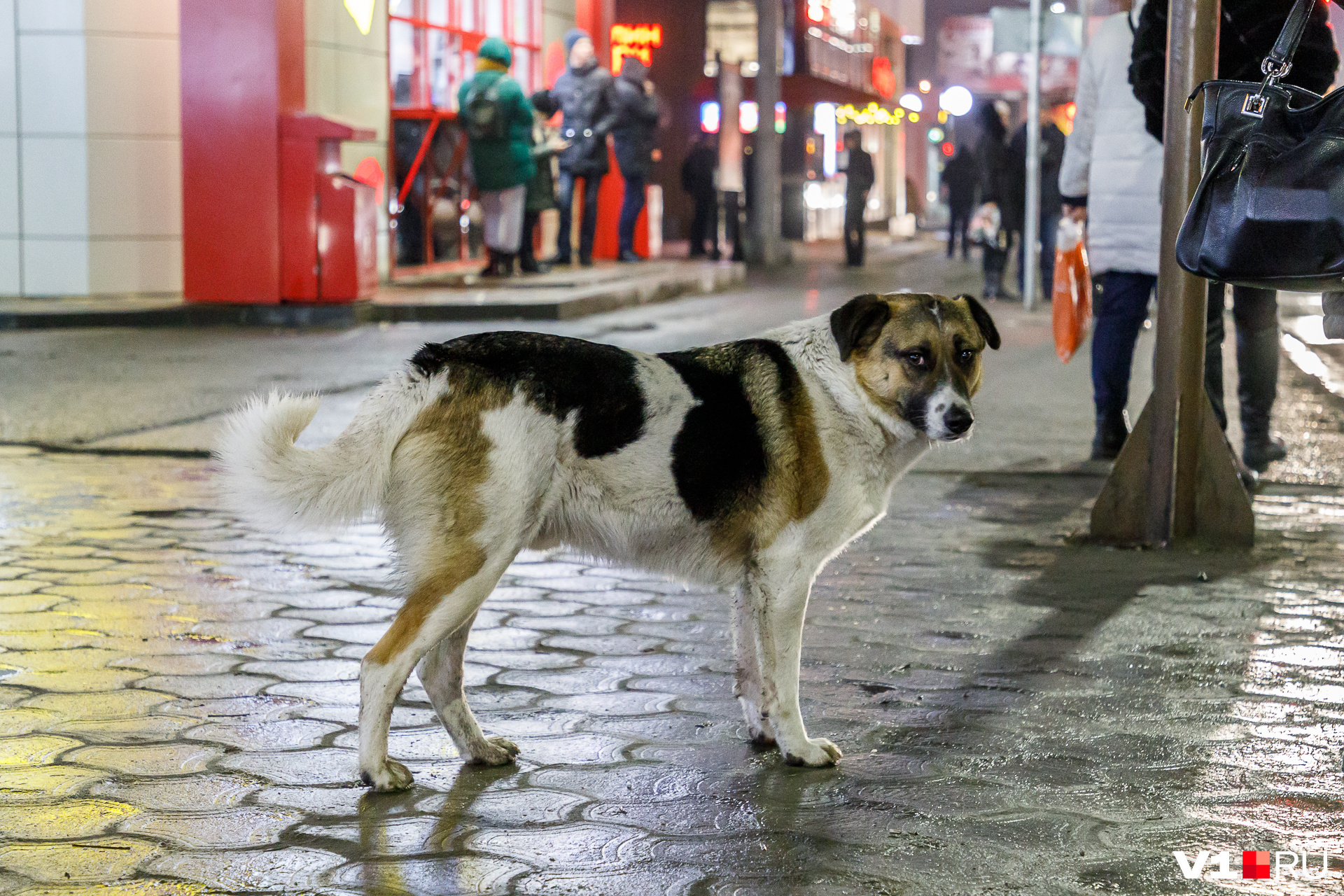 Несмотря на обязательную стерилизацию бездомных собак, они продолжают размножаться и заселять улицы города