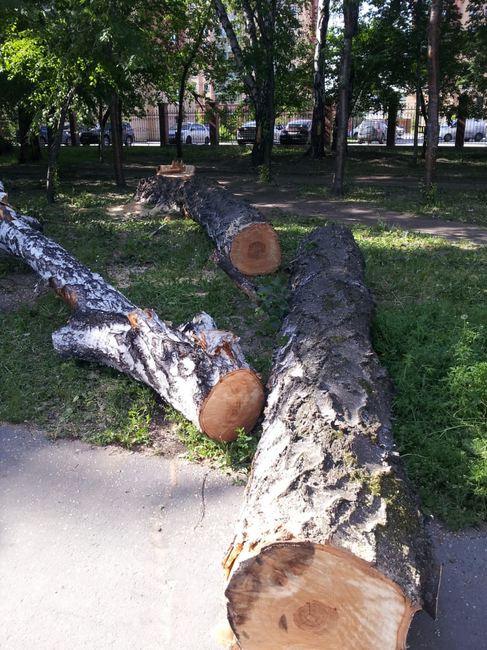 Спиленные деревья, подчеркнула Светлана, выглядят здоровыми и совершенно не пострадали при последнем урагане