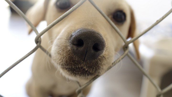 «От страха собака бросается на людей, кусается»: ветеринар — о том, как успокоить агрессивного пса