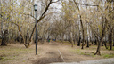 «Невзирая на режимы»: парки и скверы в Новосибирске собираются обработать от клещей