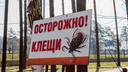 «На 60% выше, чем в прошлом году»: в Новосибирской области пересчитали укусы клещей