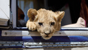 «Кушает, гуляет, спит»: как сейчас живет львенок, спасенный из багажника автобуса