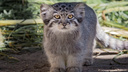 У манулят в Новосибирском зоопарке второй раз изменился цвет глаз — разглядываем <nobr class="_">7 фотографий</nobr> диких котят