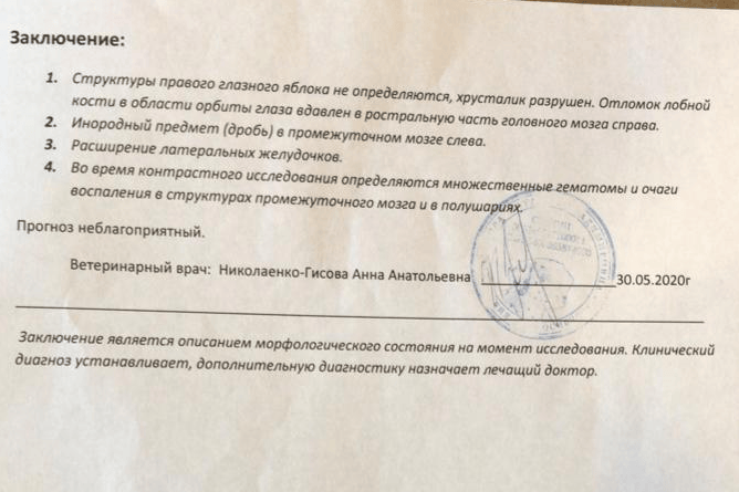 Заключение, которое сделали врачи Заключение, которое сделали врачи